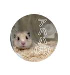 同居人のネズミ 第二弾（個別スタンプ：13）
