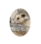 同居人のネズミ 第二弾（個別スタンプ：19）