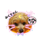 みくちゃんが使うポメプーシフォンちゃん（個別スタンプ：3）