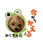 みくちゃんが使うポメプーシフォンちゃん（個別スタンプ：15）
