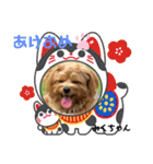 みくちゃんが使うポメプーシフォンちゃん（個別スタンプ：38）