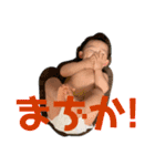 鷹スタンプ②（個別スタンプ：25）