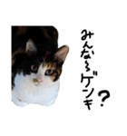 三色猫とその仲間（個別スタンプ：3）