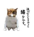 三色猫とその仲間（個別スタンプ：6）