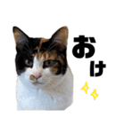 三色猫とその仲間（個別スタンプ：7）