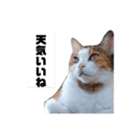 三色猫とその仲間（個別スタンプ：12）