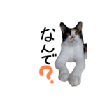 三色猫とその仲間（個別スタンプ：16）
