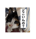 三色猫とその仲間（個別スタンプ：18）
