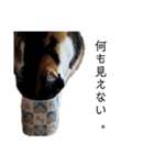 三色猫とその仲間（個別スタンプ：19）