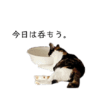 三色猫とその仲間（個別スタンプ：21）