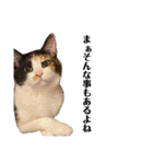 三色猫とその仲間（個別スタンプ：23）