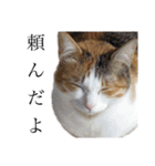 三色猫とその仲間（個別スタンプ：30）