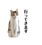三色猫とその仲間（個別スタンプ：32）
