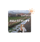 ぱぴぱぴパピヨン52（個別スタンプ：1）