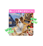 ぱぴぱぴパピヨン52（個別スタンプ：2）
