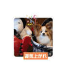 ぱぴぱぴパピヨン52（個別スタンプ：6）
