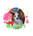 ぱぴぱぴパピヨン52（個別スタンプ：10）