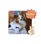 ぱぴぱぴパピヨン52（個別スタンプ：12）