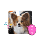 ぱぴぱぴパピヨン52（個別スタンプ：15）