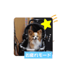 ぱぴぱぴパピヨン52（個別スタンプ：19）