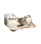 かゆちのFPSすたんぷ5（個別スタンプ：2）