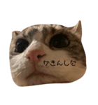 かゆちのFPSすたんぷ5（個別スタンプ：7）