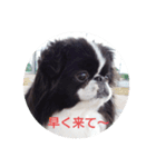 狆可愛い～挨拶（個別スタンプ：3）