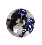 狆可愛い～挨拶（個別スタンプ：4）