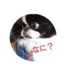 狆可愛い～挨拶（個別スタンプ：8）