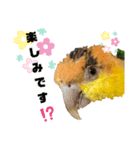 シロハラインコまだお腹が黄色でチビッ子（個別スタンプ：2）