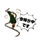 シロハラインコまだお腹が黄色でチビッ子（個別スタンプ：3）
