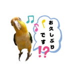 シロハラインコまだお腹が黄色でチビッ子（個別スタンプ：4）