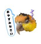 シロハラインコまだお腹が黄色でチビッ子（個別スタンプ：5）
