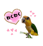 シロハラインコまだお腹が黄色でチビッ子（個別スタンプ：6）