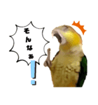 シロハラインコまだお腹が黄色でチビッ子（個別スタンプ：7）