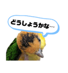 シロハラインコまだお腹が黄色でチビッ子（個別スタンプ：8）