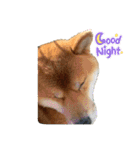 柴犬のゆき丸♡気持ち（個別スタンプ：1）