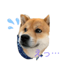 柴犬のゆき丸♡気持ち（個別スタンプ：2）