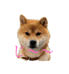 柴犬のゆき丸♡気持ち（個別スタンプ：4）