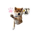 柴犬のゆき丸♡気持ち（個別スタンプ：5）