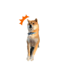 柴犬のゆき丸♡気持ち（個別スタンプ：6）