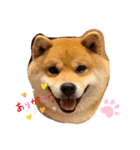柴犬のゆき丸♡気持ち（個別スタンプ：7）