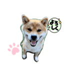 柴犬のゆき丸♡気持ち（個別スタンプ：8）