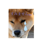 柴犬のゆき丸♡気持ち（個別スタンプ：9）