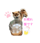 柴犬のゆき丸♡気持ち（個別スタンプ：10）