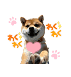 柴犬のゆき丸♡気持ち（個別スタンプ：11）