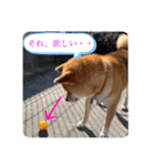 柴犬のゆき丸♡気持ち（個別スタンプ：12）
