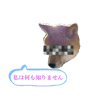 柴犬のゆき丸♡気持ち（個別スタンプ：13）