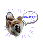 柴犬のゆき丸♡気持ち（個別スタンプ：14）