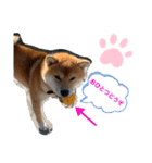 柴犬のゆき丸♡気持ち（個別スタンプ：15）
